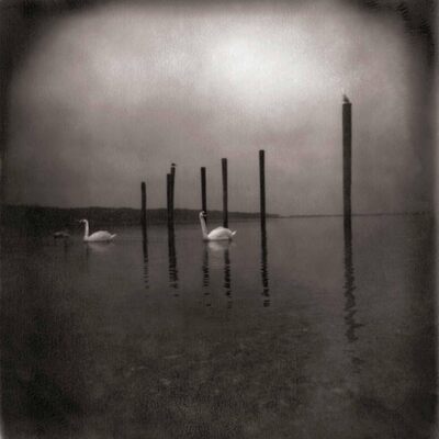 Conference of the Birds - Om [VINYL]